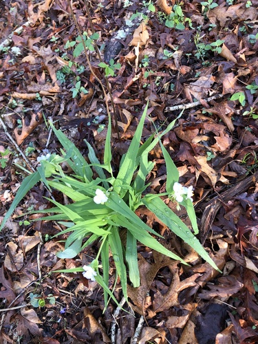 Tradescantia ozarkana, photograph 4