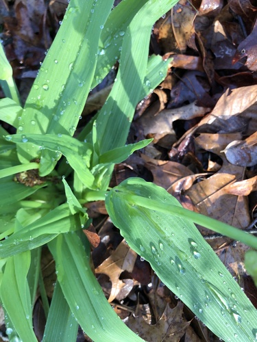 Tradescantia ozarkana, photograph 5