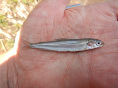 Coregonus clupeaformis