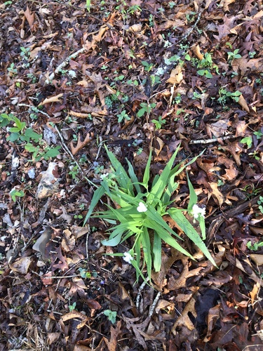 Tradescantia ozarkana, photograph 6