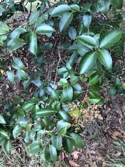 Ligustrum lucidum