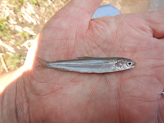 Coregonus clupeaformis