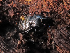 Pterostichus aethiops