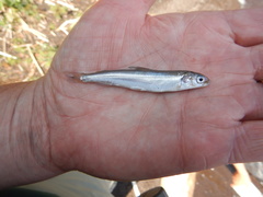 Coregonus clupeaformis