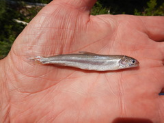 Coregonus clupeaformis