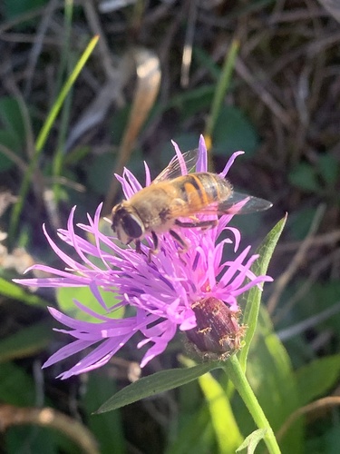Unknown species found near Lebanon, NJ, US