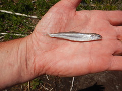 Coregonus clupeaformis