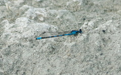 Coenagrion resolutum