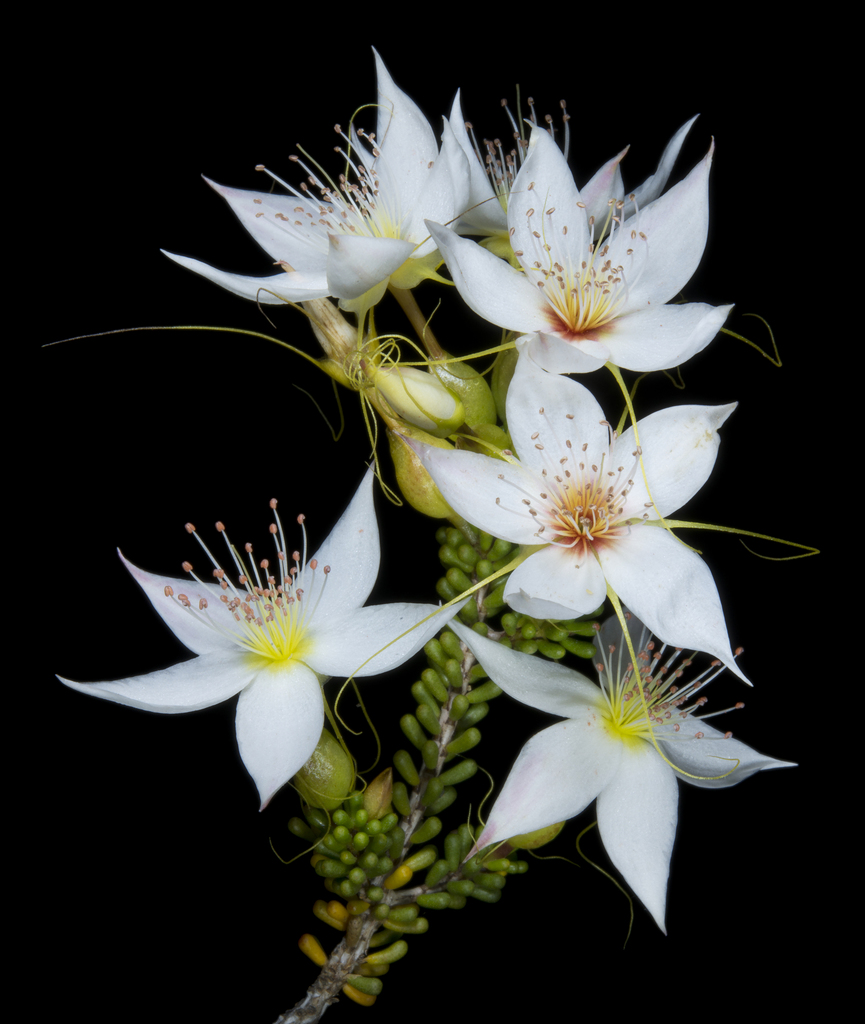 Calytrix creswellii