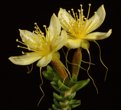 Calytrix angulata