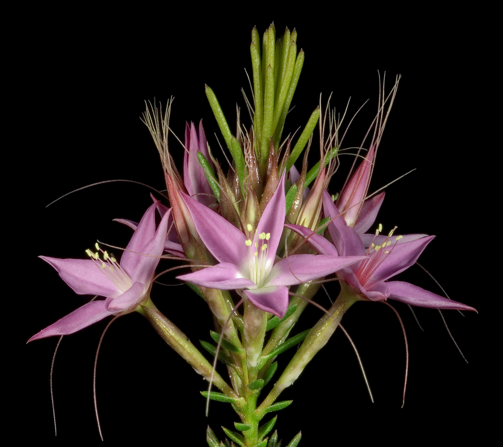 Calytrix glutinosa