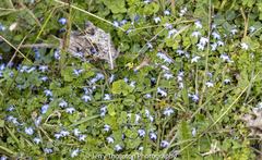 Lobelia erlangeriana