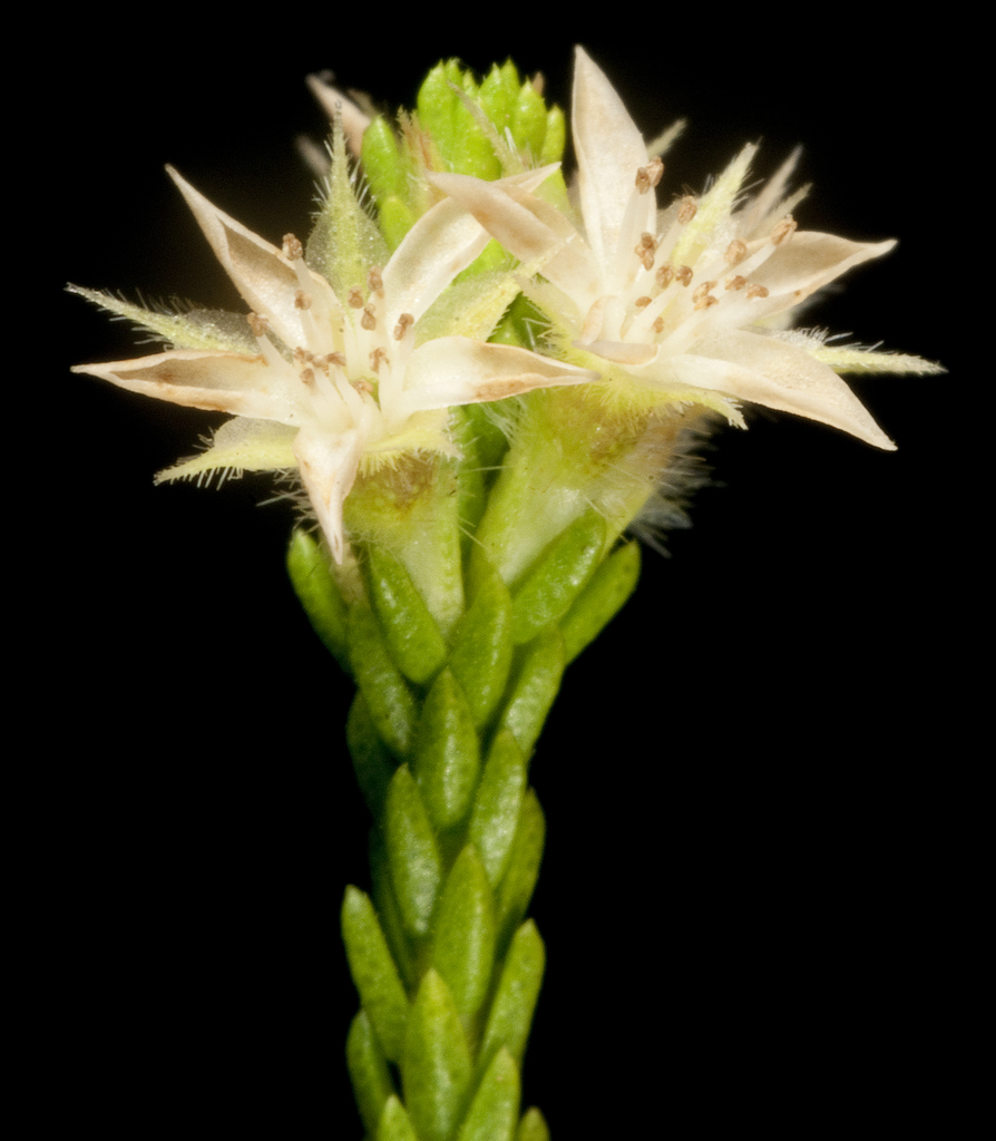 Calytrix brownii
