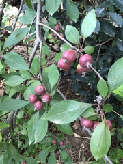 Rosaceae