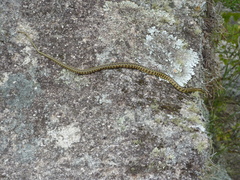Lygophis anomalus