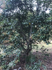 Ligustrum lucidum