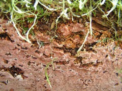 Steccherinum collabens