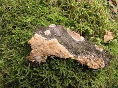 Steccherinum nitidum