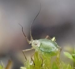 Aphididae