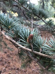Cedrus atlantica