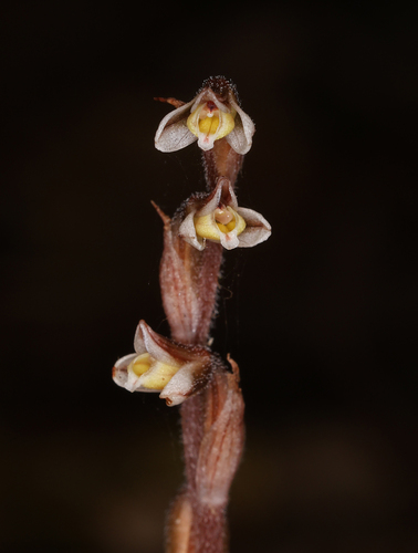 Bonville Leafless Orchid (Danhatchia copelandii)