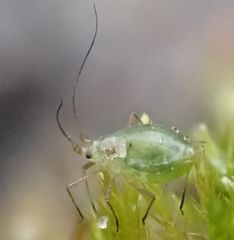 Aphididae