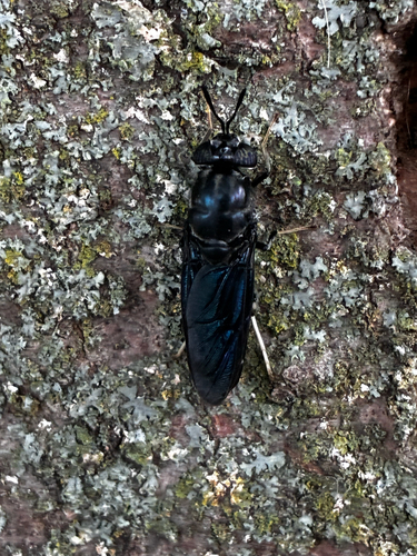 Unknown species found near Stevens St, Manheim, PA, US