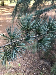 Cedrus atlantica