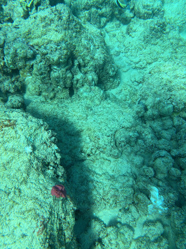 Hexabranchus sandwichensis observed 2025-10-19
