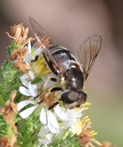 Unknown species found near East Falmouth, MA, US