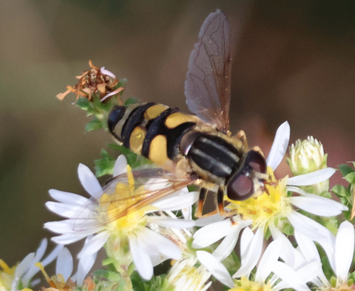 Unknown species found near East Falmouth, MA, US
