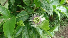 Passiflora edulis edulis