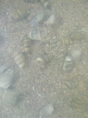 Olivella columellaris