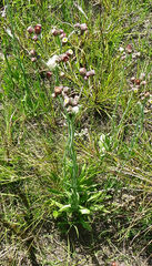 Erigeron primulifolius