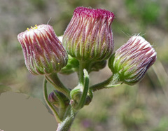Erigeron primulifolius