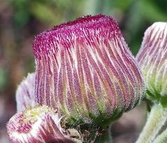 Erigeron primulifolius