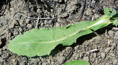Erigeron primulifolius
