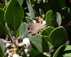 Callophrys augustinus iroides