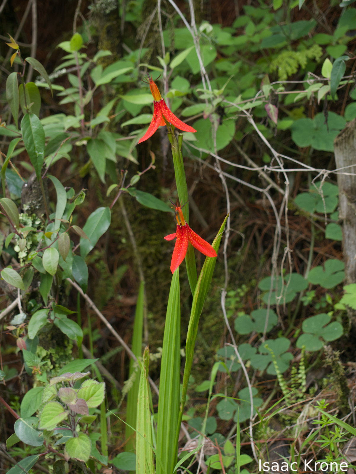 Tigridia orthantha