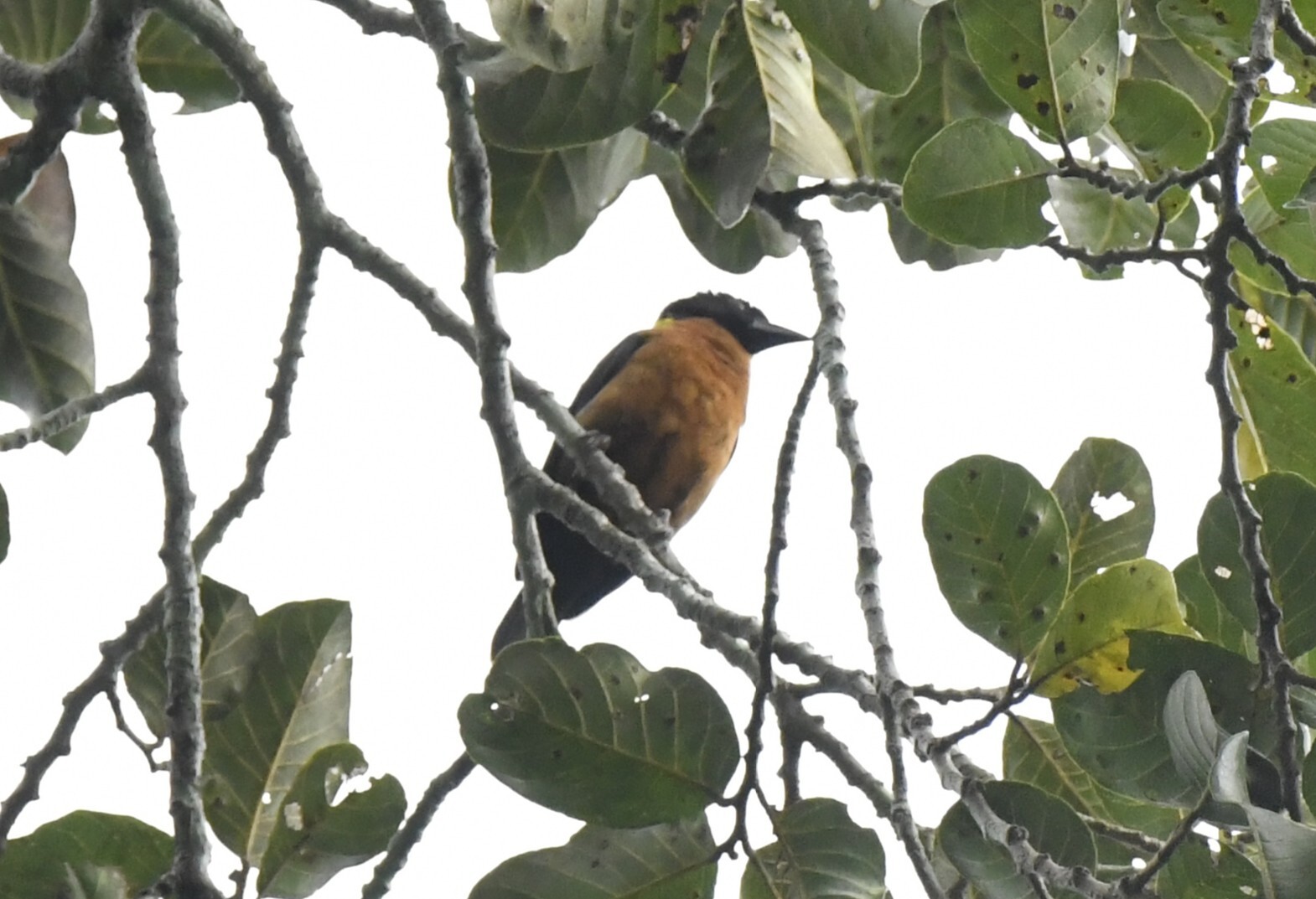 Yellow-mantled Weaver (Ploceus tricolor), photo 9