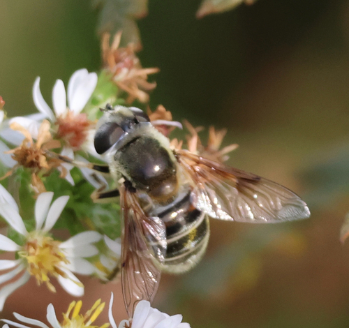 Unknown species found near East Falmouth, MA, US