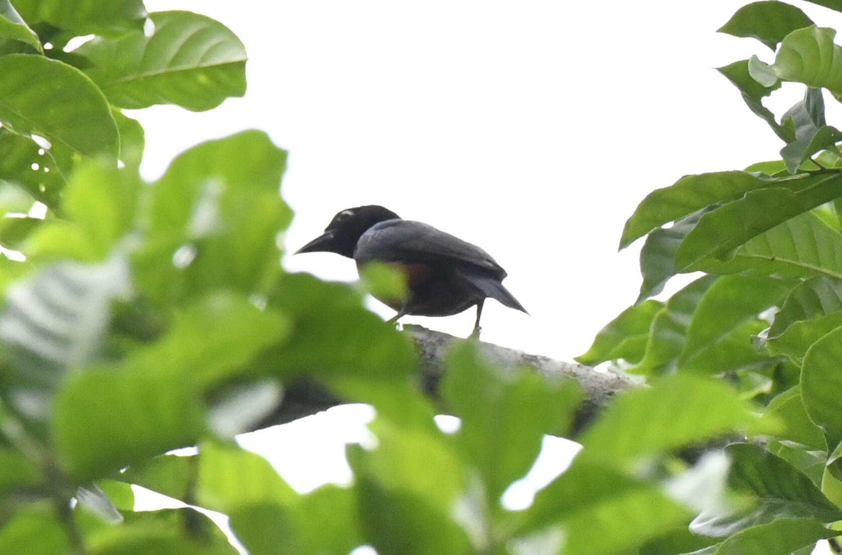 Yellow-mantled Weaver (Ploceus tricolor), photo 10