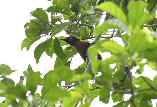 Yellow-mantled Weaver (Ploceus tricolor), photo 10