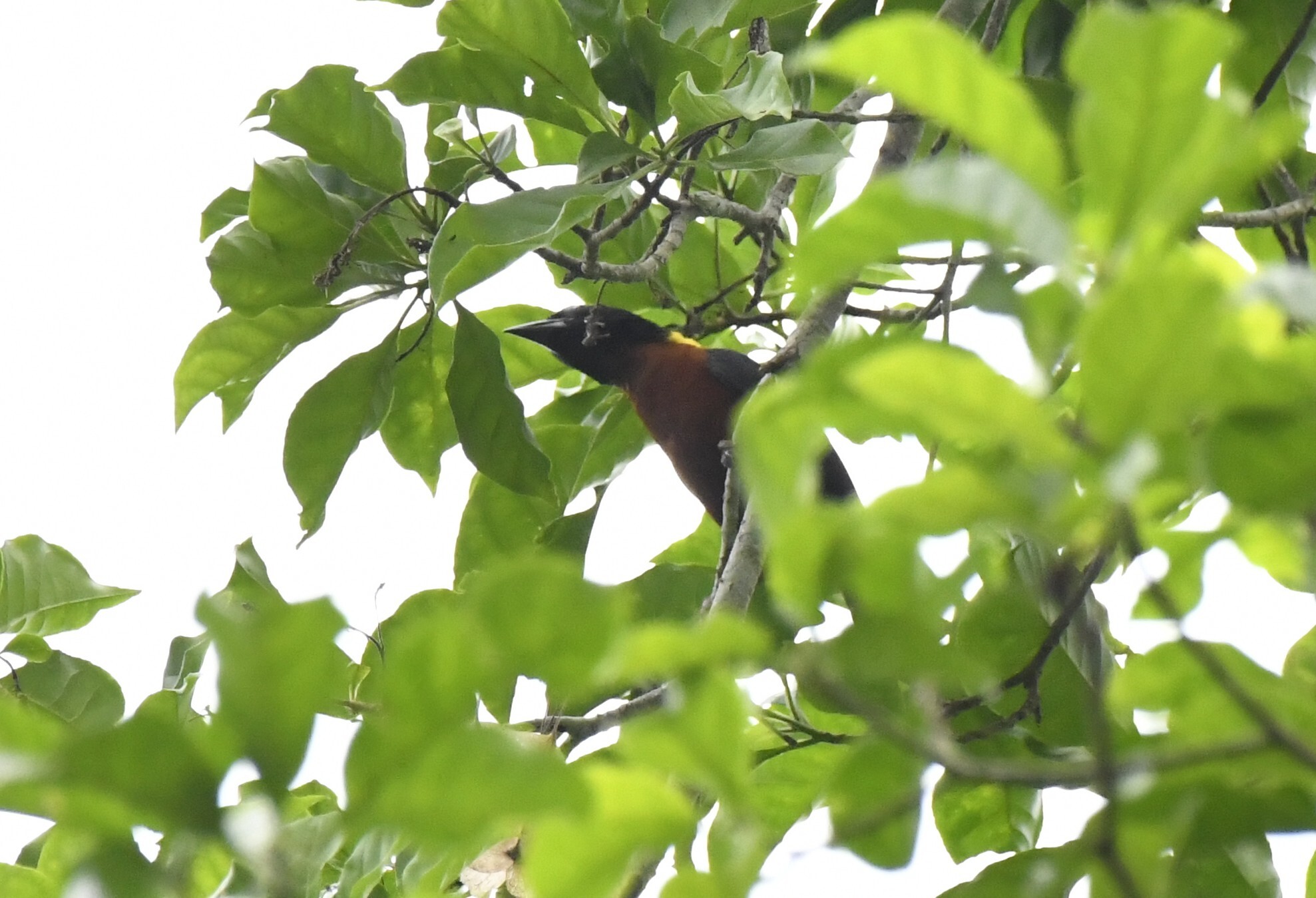 Yellow-mantled Weaver (Ploceus tricolor), photo 8