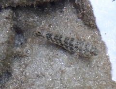 Bathygobius soporator