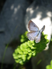 Lepidochrysops oreas oreas