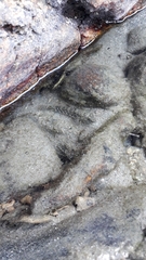 Bathygobius soporator