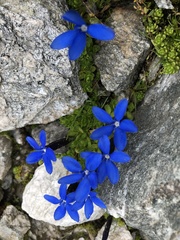 Gentiana bavarica subacaulis
