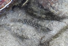 Bathygobius soporator