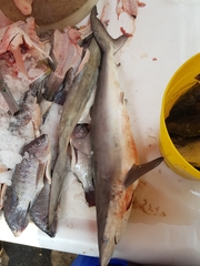 Carcharhinus falciformis